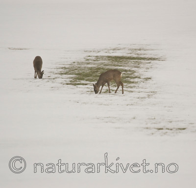 BB 06 0116 / Capreolus capreolus / Rådyr